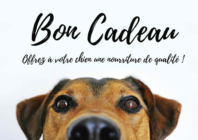 Cairnoodle Cairn Terrier Et Informations Sur Le Mélange De Caniches Miniatures. Photos. Les Faits